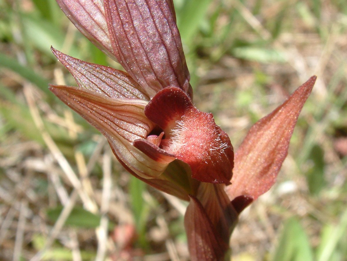 Ultime orchidee per quest''anno - Dalla Grecia con passione